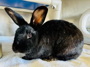 Andromeda is a captivating plush-black fur bunny with a heart as warm as her rich coloring This del