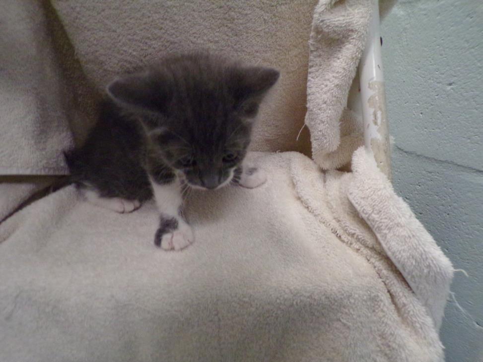 UNKOWN, an adoptable Manx in Arcadia, FL, 34266 | Photo Image 1