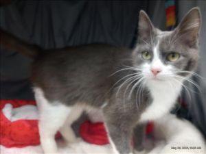 A112184 Domestic Short Hair Cat