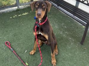 FILO Doberman Pinscher Dog