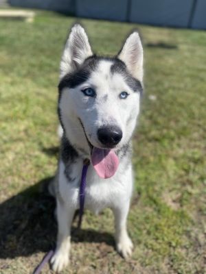 PAN Siberian Husky Dog