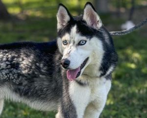 DEREK Siberian Husky Dog