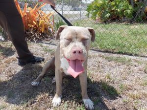 ABBY American Bulldog Dog