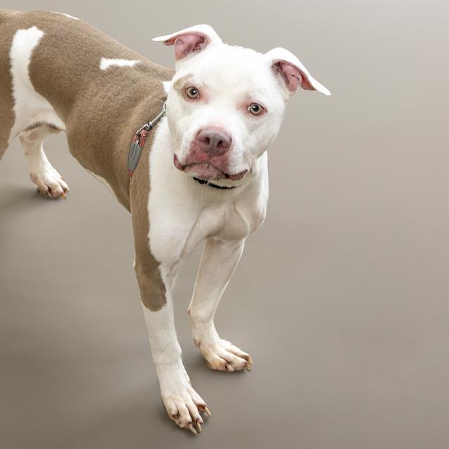 Dog for adoption GODRIC, a Pit Bull Terrier Mix in Saint Louis, MO