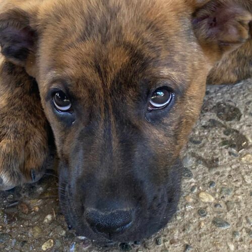 Dog for adoption - Frankie, a Mastiff Mix in Madera, CA | Petfinder