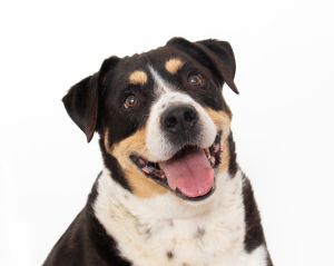 Bernie here a six-year-old Lab mix with looks to match my charming personality Ive got this irres
