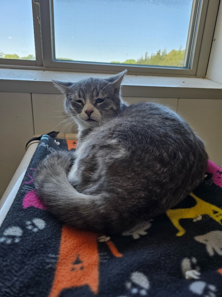 Dippers, an adoptable Domestic Short Hair in Redwood Falls, MN, 56283 | Photo Image 1