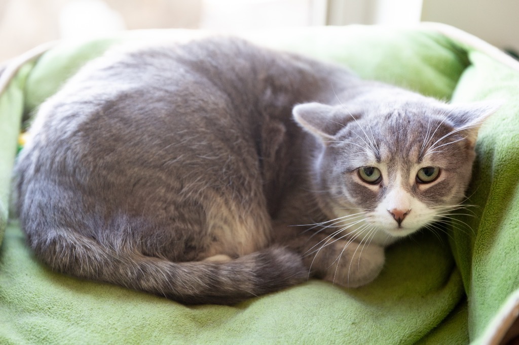 Dippers, an adoptable Domestic Short Hair in Redwood Falls, MN, 56283 | Photo Image 1