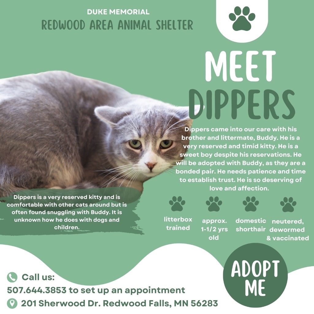 Dippers, an adoptable Domestic Short Hair in Redwood Falls, MN, 56283 | Photo Image 3
