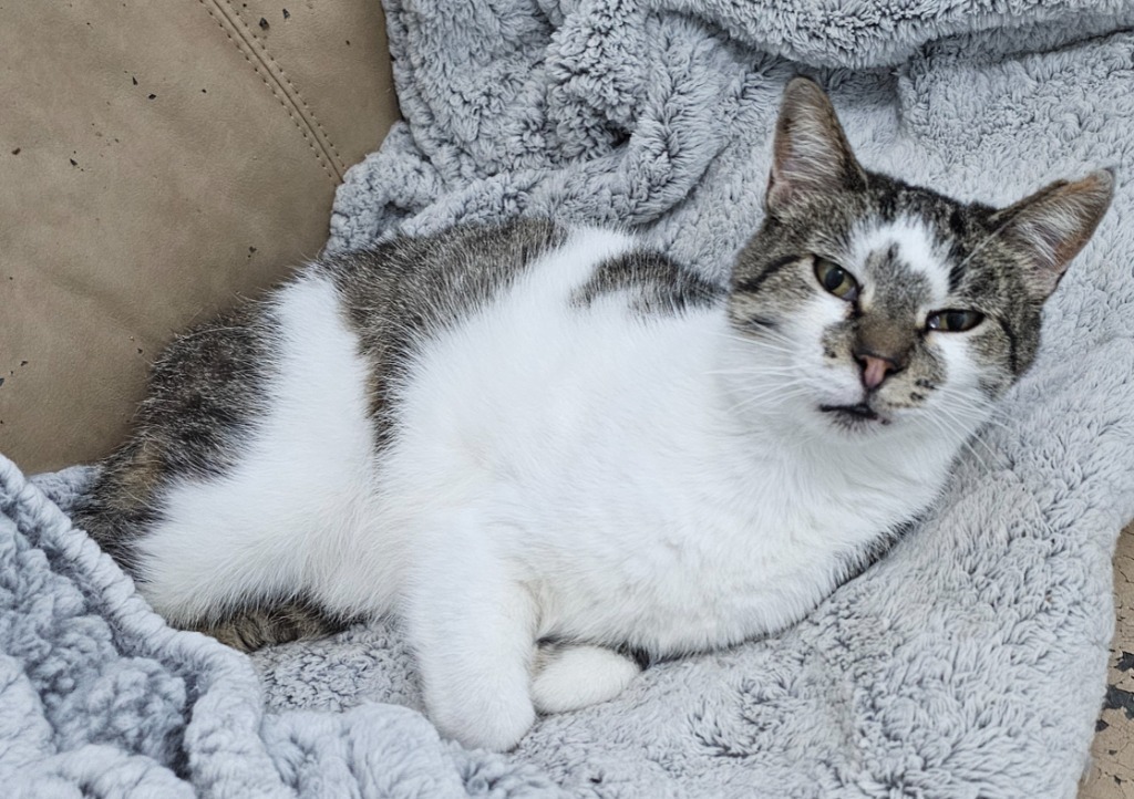 Tortellini, an adoptable Domestic Short Hair in Redwood Falls, MN, 56283 | Photo Image 1