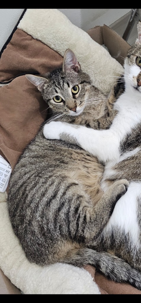 Buddy, an adoptable Domestic Short Hair in Redwood Falls, MN, 56283 | Photo Image 2