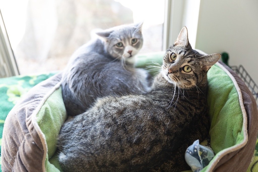 Buddy, an adoptable Domestic Short Hair in Redwood Falls, MN, 56283 | Photo Image 3