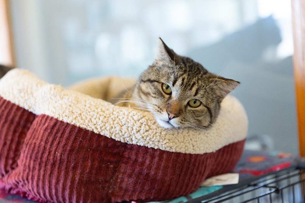 Buddy, an adoptable Domestic Short Hair in Redwood Falls, MN, 56283 | Photo Image 4