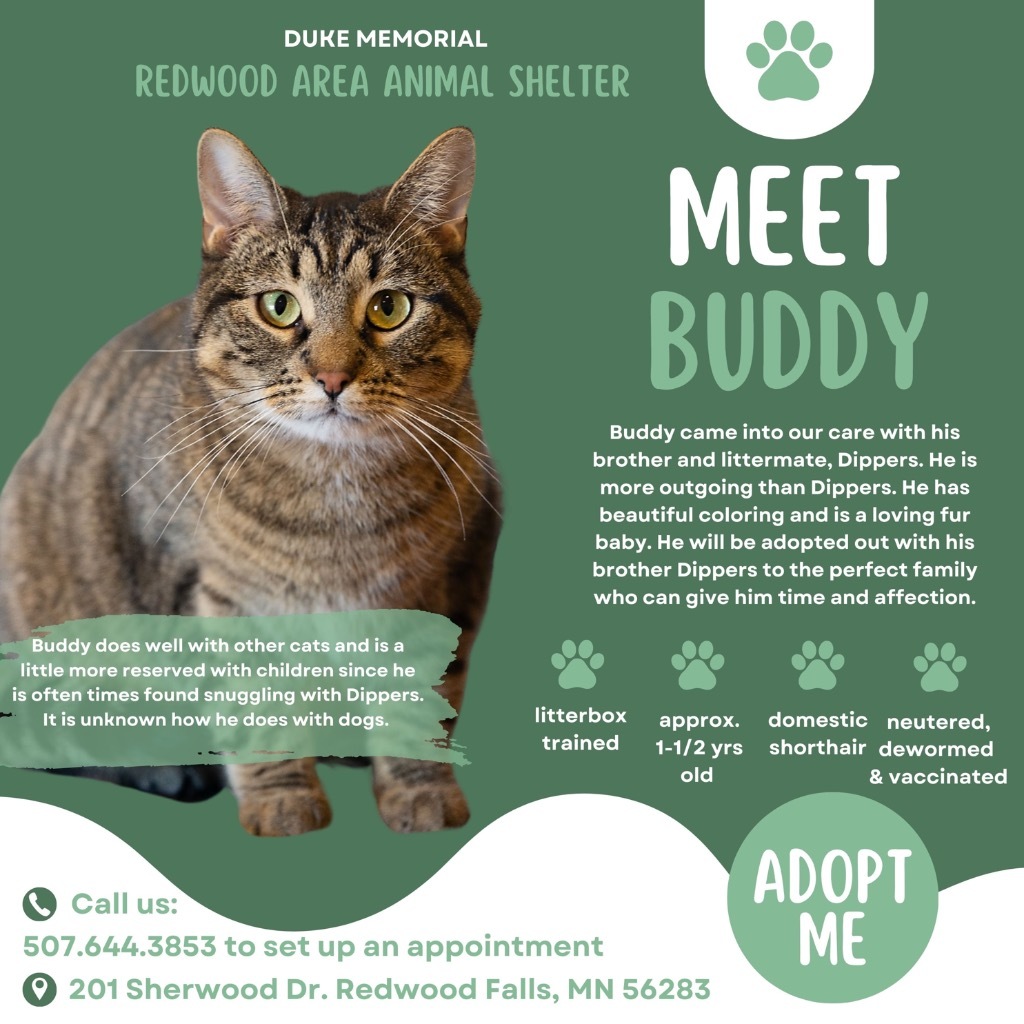 Buddy, an adoptable Domestic Short Hair in Redwood Falls, MN, 56283 | Photo Image 5