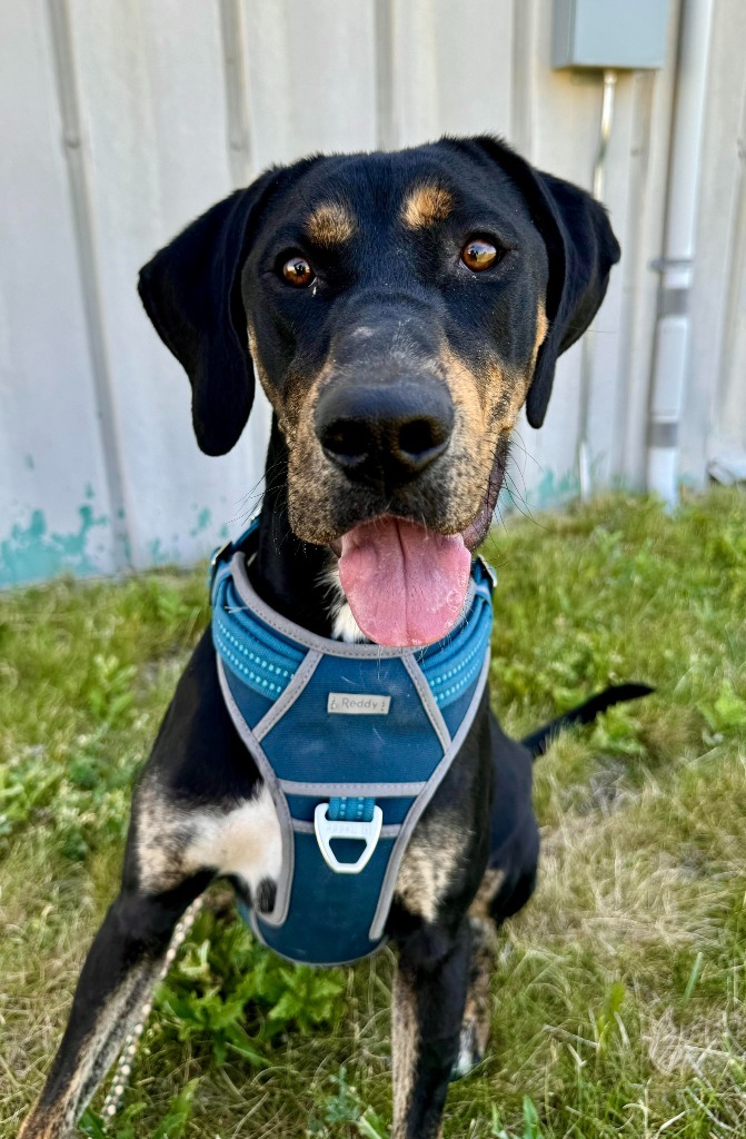 Priscilla, an adoptable Hound, Mixed Breed in Gillette, WY, 82716 | Photo Image 1