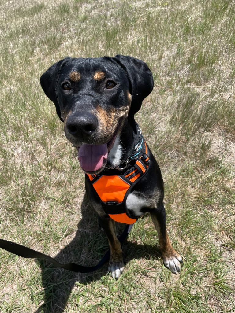 Priscilla, an adoptable Hound, Mixed Breed in Gillette, WY, 82716 | Photo Image 2