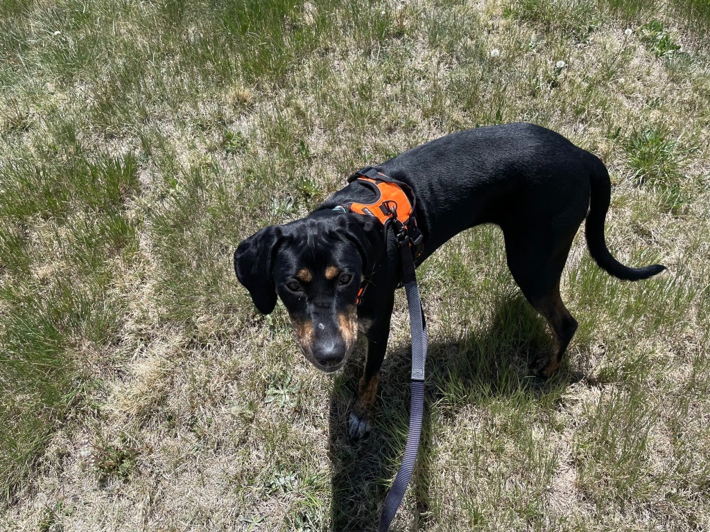 Priscilla, an adoptable Hound, Mixed Breed in Gillette, WY, 82716 | Photo Image 3