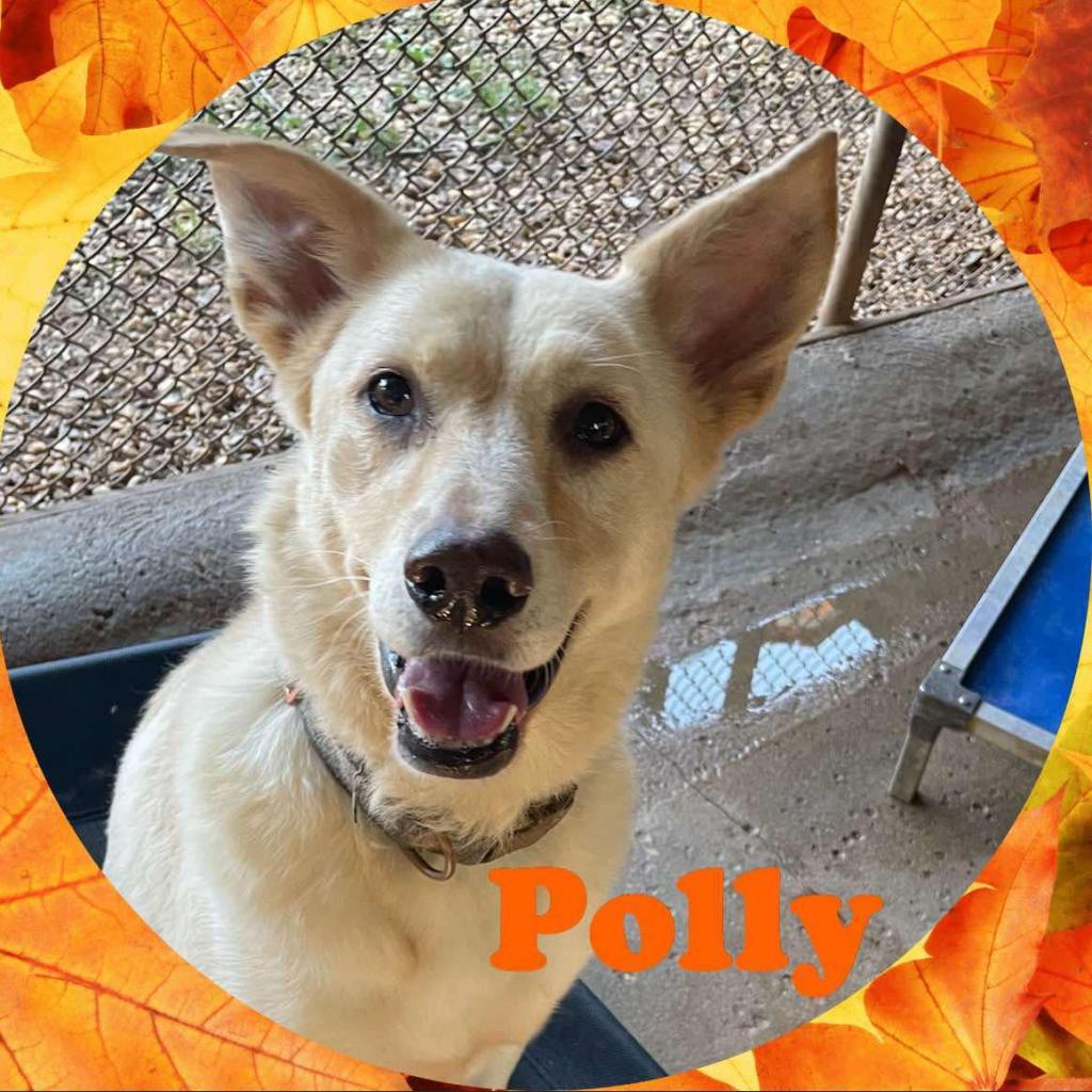 Polly