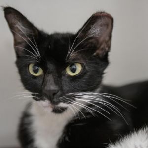 Im Dandelion and I was recused by the surgery team at Nine Lives when I was brought in as a