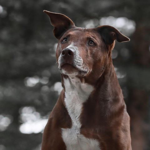 Carmen, an adoptable Pit Bull Terrier in Cheyenne, WY, 82009 | Photo Image 6