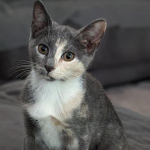 Calla Lily-AA a 16-week-old pastel torbiecalico Calla Lily had a rough start as a feral kitten f