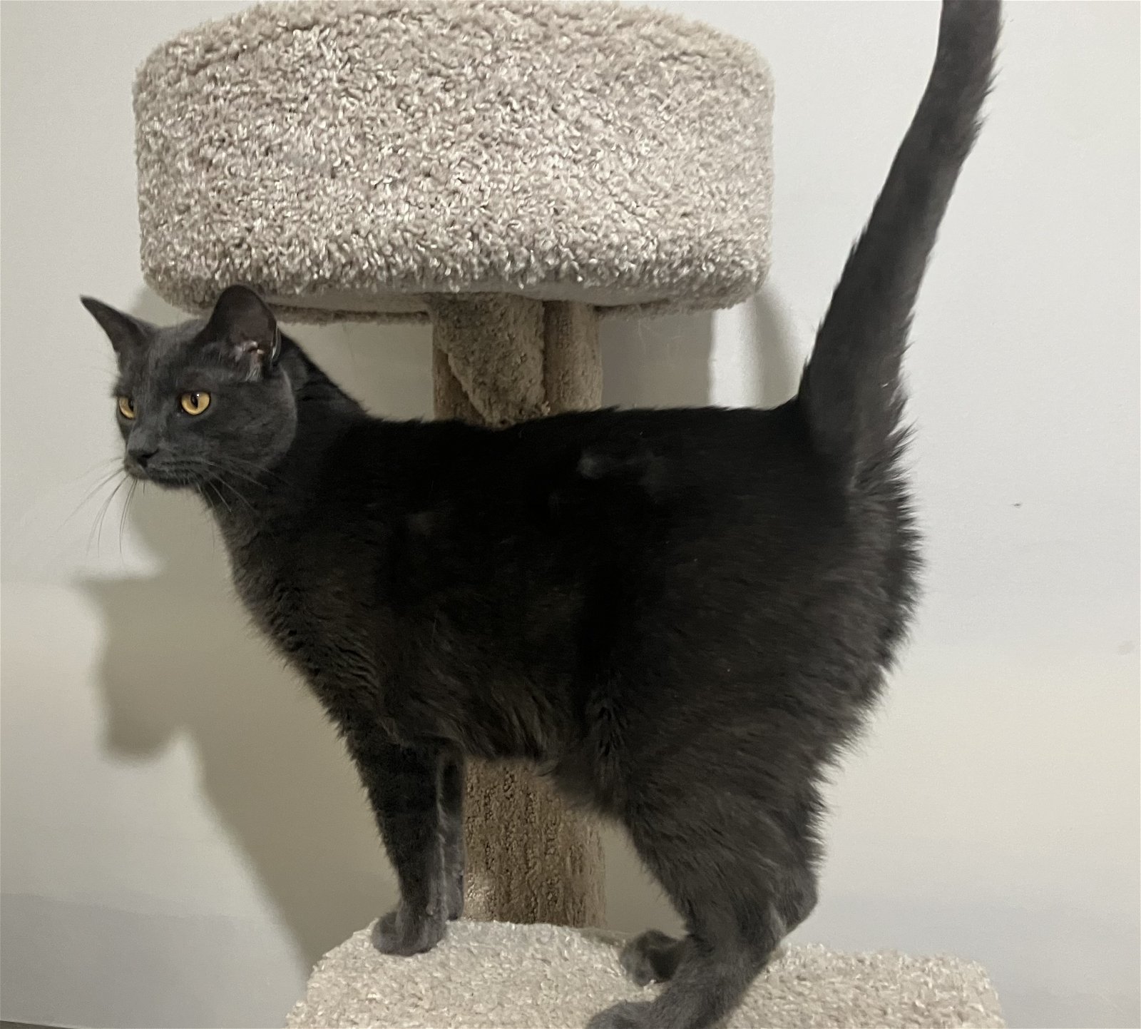 Arthur - Russian Blue in Foster Care, an adoptable Russian Blue in Mitchell, SD, 57301 | Photo Image 1