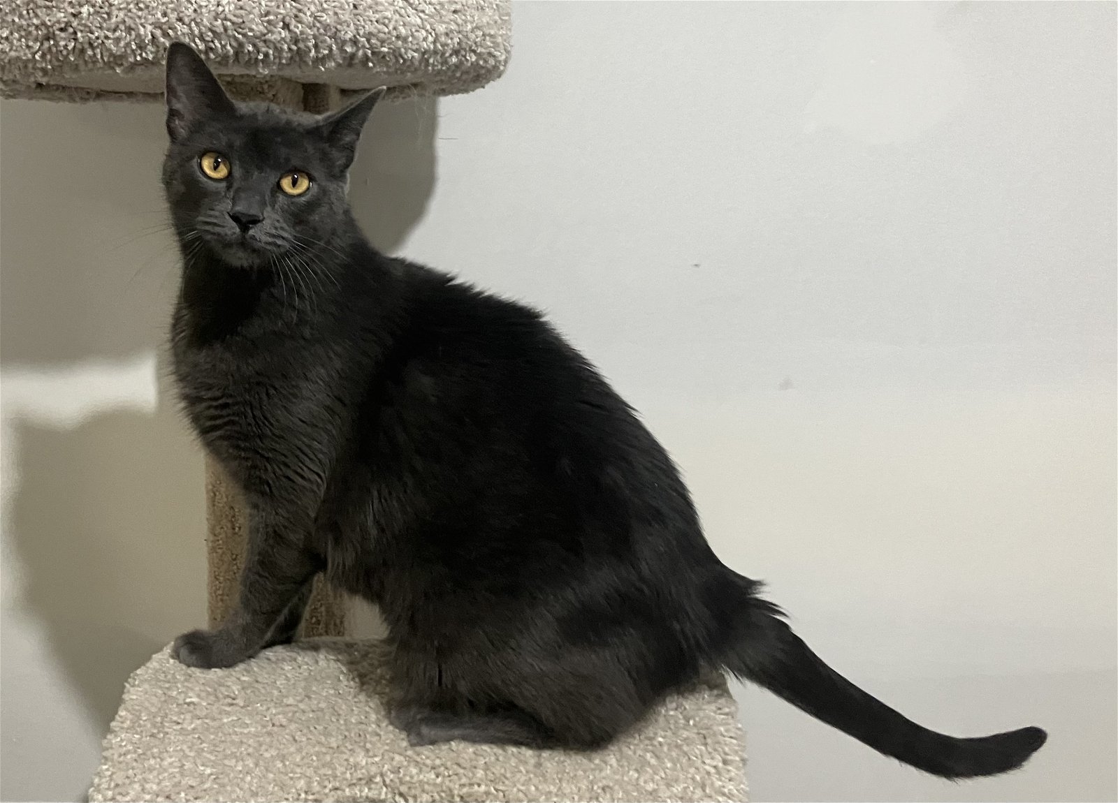 Arthur - Russian Blue in Foster Care, an adoptable Russian Blue in Mitchell, SD, 57301 | Photo Image 2