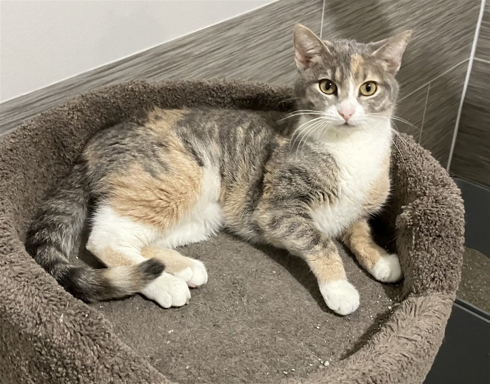 Nora - Diluted Tortie in Foster Care, an adoptable Dilute Tortoiseshell in Mitchell, SD, 57301 | Photo Image 1