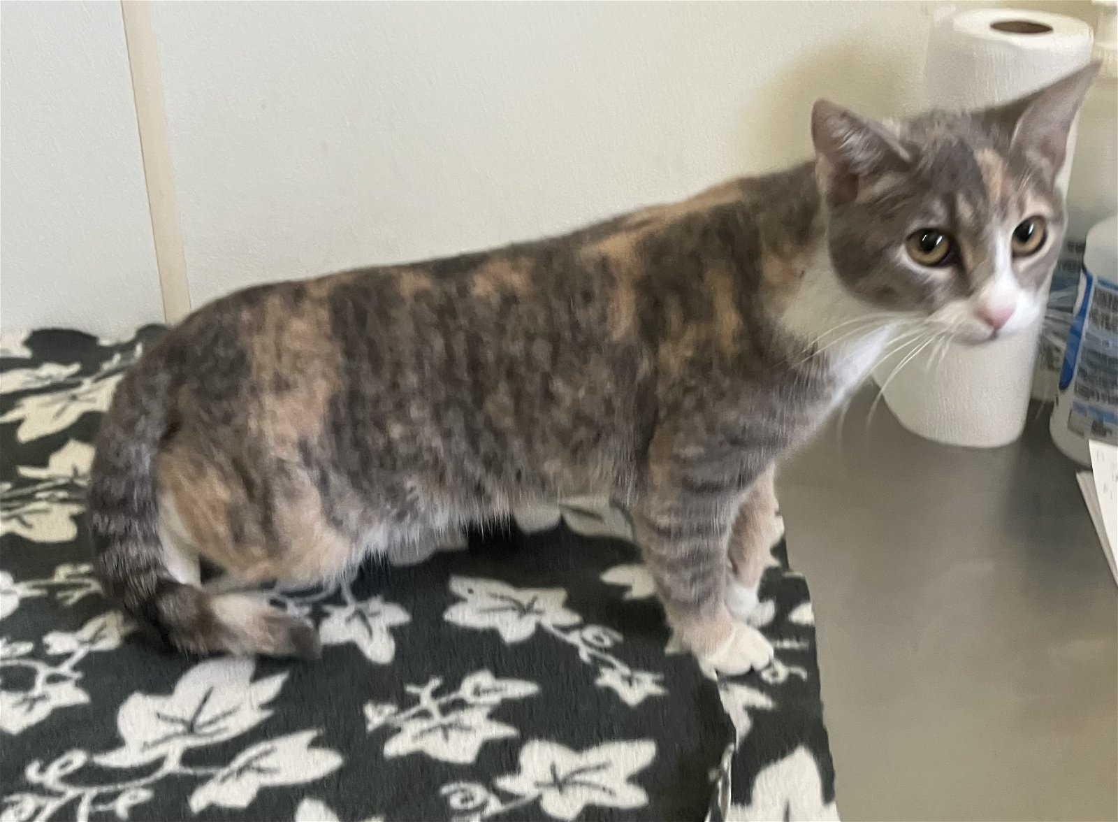 Nora - Diluted Tortie in Foster Care, an adoptable Dilute Tortoiseshell in Mitchell, SD, 57301 | Photo Image 3