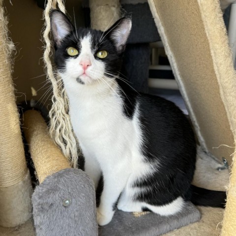 Kamila, an adoptable Domestic Short Hair in Fredericksburg, TX, 78624 | Photo Image 1