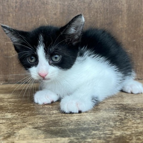 Kamila, an adoptable Domestic Short Hair in Fredericksburg, TX, 78624 | Photo Image 2