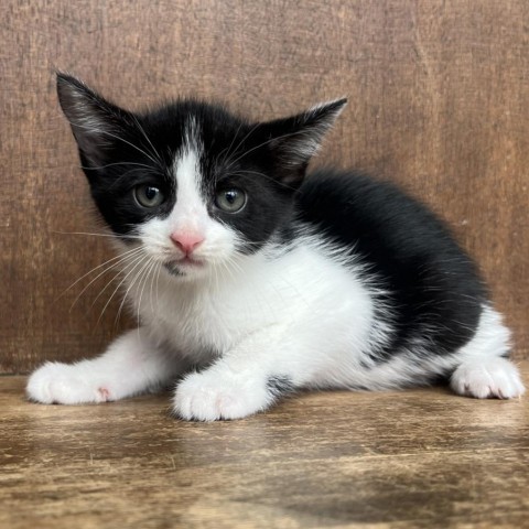 Kamila, an adoptable Domestic Short Hair in Fredericksburg, TX, 78624 | Photo Image 3