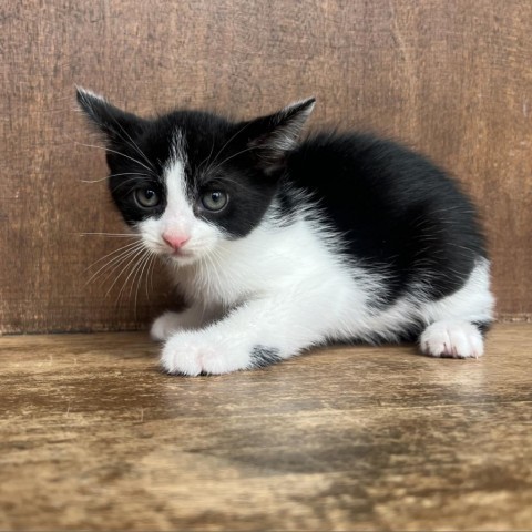 Kamila, an adoptable Domestic Short Hair in Fredericksburg, TX, 78624 | Photo Image 4