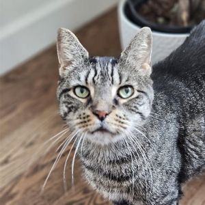 Need a feline purrrsonal assistant Fred is perfect for the position Fred is an experienced 12-year