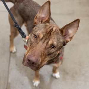 Pringle is a lovable young pup who is getting adjusted to city life and all its sights and sounds F