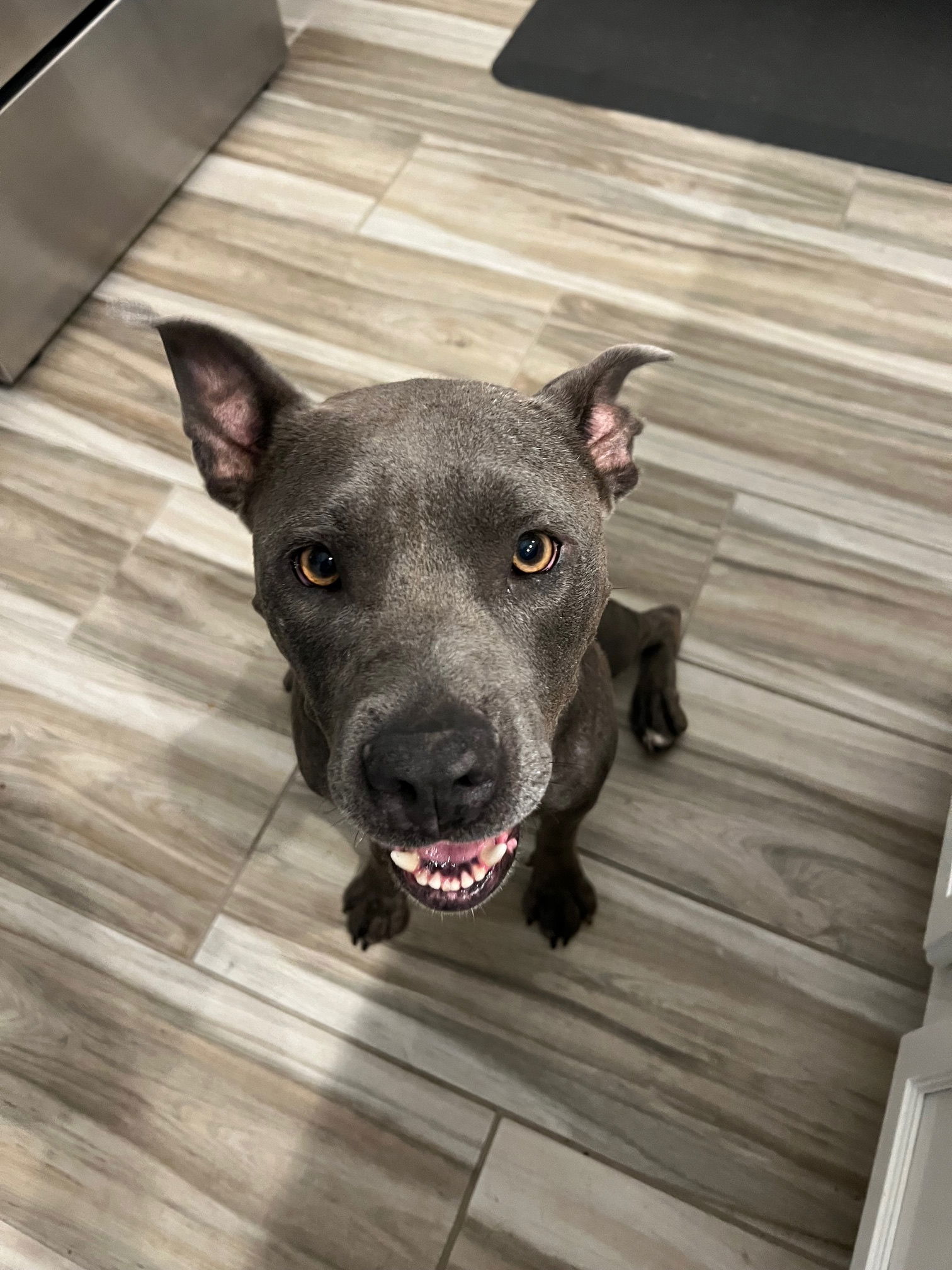 Gracie