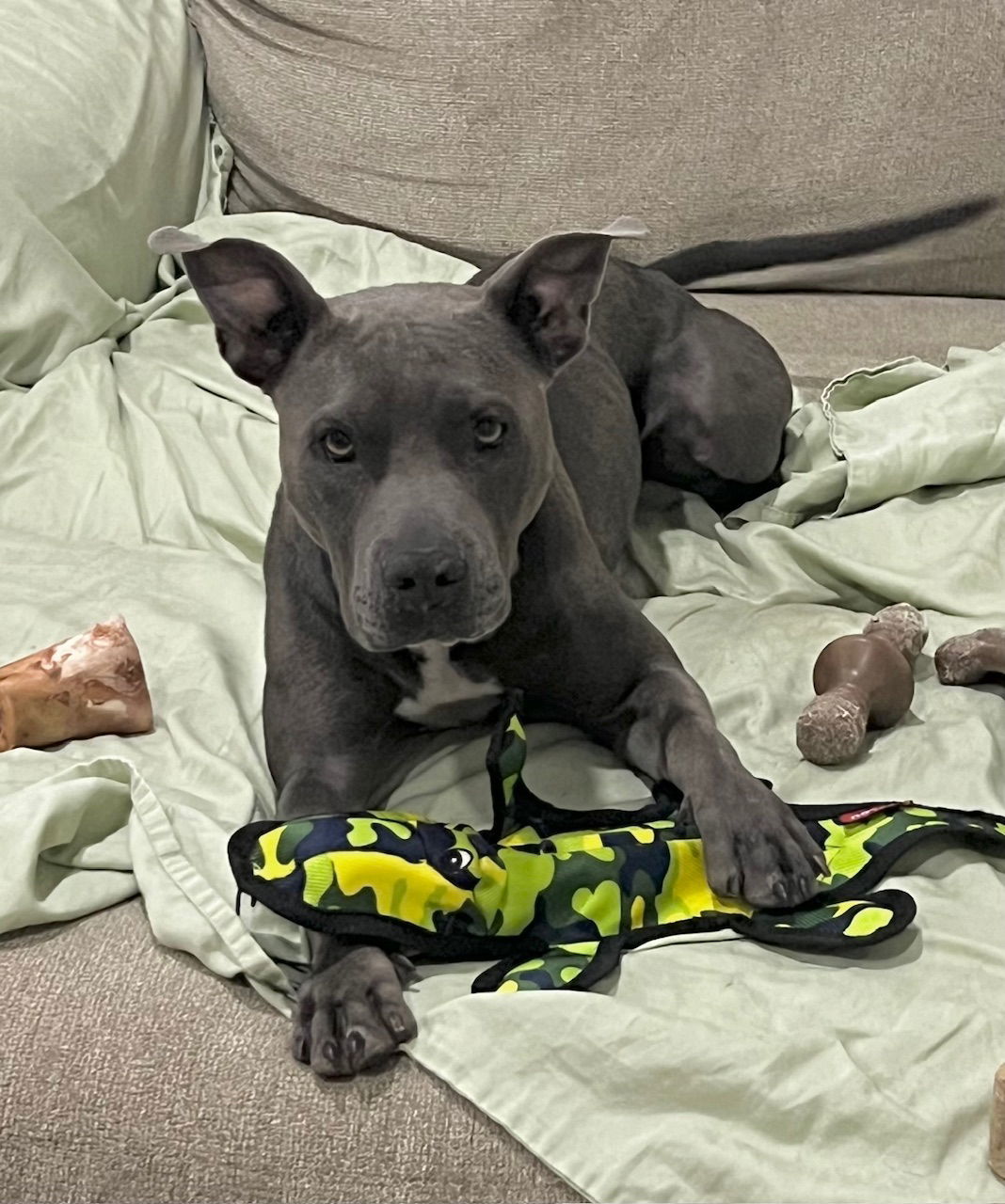 Gracie