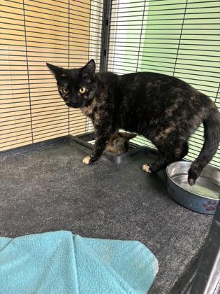 Gidget, an adoptable Domestic Short Hair in Pendleton, OR, 97801 | Photo Image 1