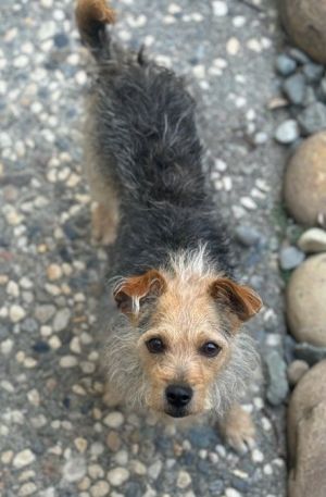 Freya is an adorable little terrier mix who is about 1 year old and 14 pounds Freya was very scared