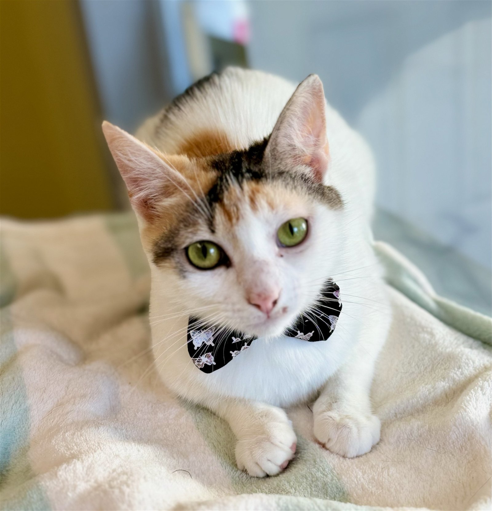 MOLLY, an adoptable Domestic Short Hair in Seabrook, NH, 03874 | Photo Image 1