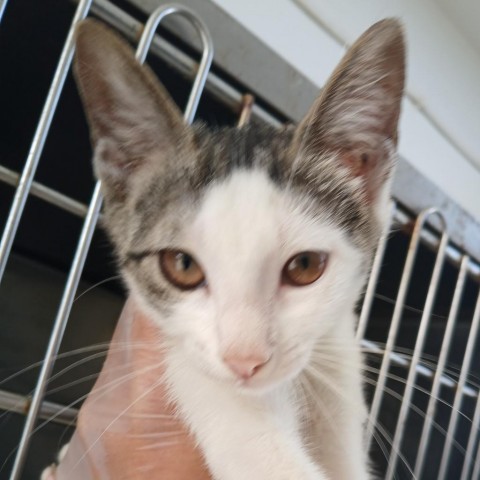 Potato Chip, an adoptable Domestic Short Hair in Vieques, PR, 00765 | Photo Image 1