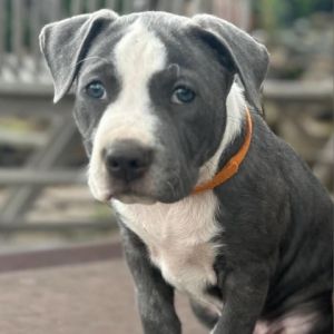 Bauhaus (Orange) Pit Bull Terrier Dog