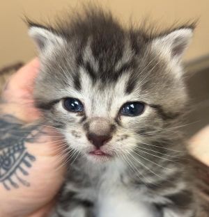 Primary Color Grey Tabby Secondary Color White Weight 25lbs