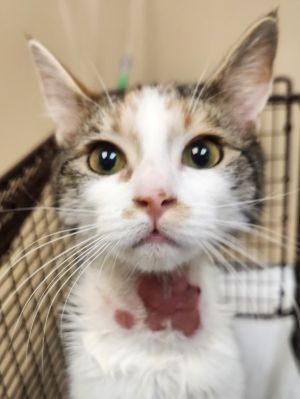 Primary Color Torbie Secondary Color White Weight 45lbs Animal has been Spayed
