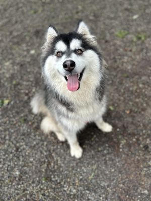 FREYA (Courtesy Listing) Alaskan Malamute Dog