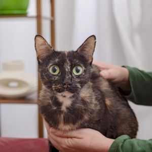 June Domestic Short Hair Cat