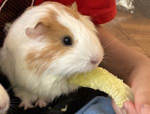My foster writes Rose is a darling guinea pig She is curious and brave and she likes to explore h