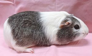Roxie Guinea Pig Small & Furry