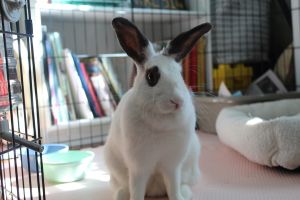 Oreo Flemish Flemish Giant Rabbit