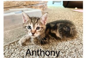 Anthony Domestic Short Hair Cat